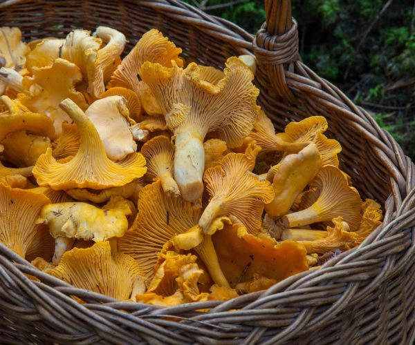 Panier de girolles fraîches sélectionnées pour les préparations culinaires du Restaurant La Table de Trois à Bordeaux
